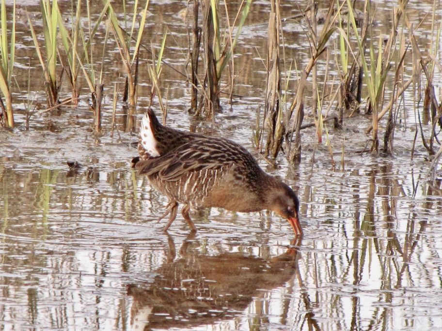Rallus crepitans 1 by Riverbanks Outdoor Store from New Port Richey, FL, United States is licensed under CC BY 2.0.